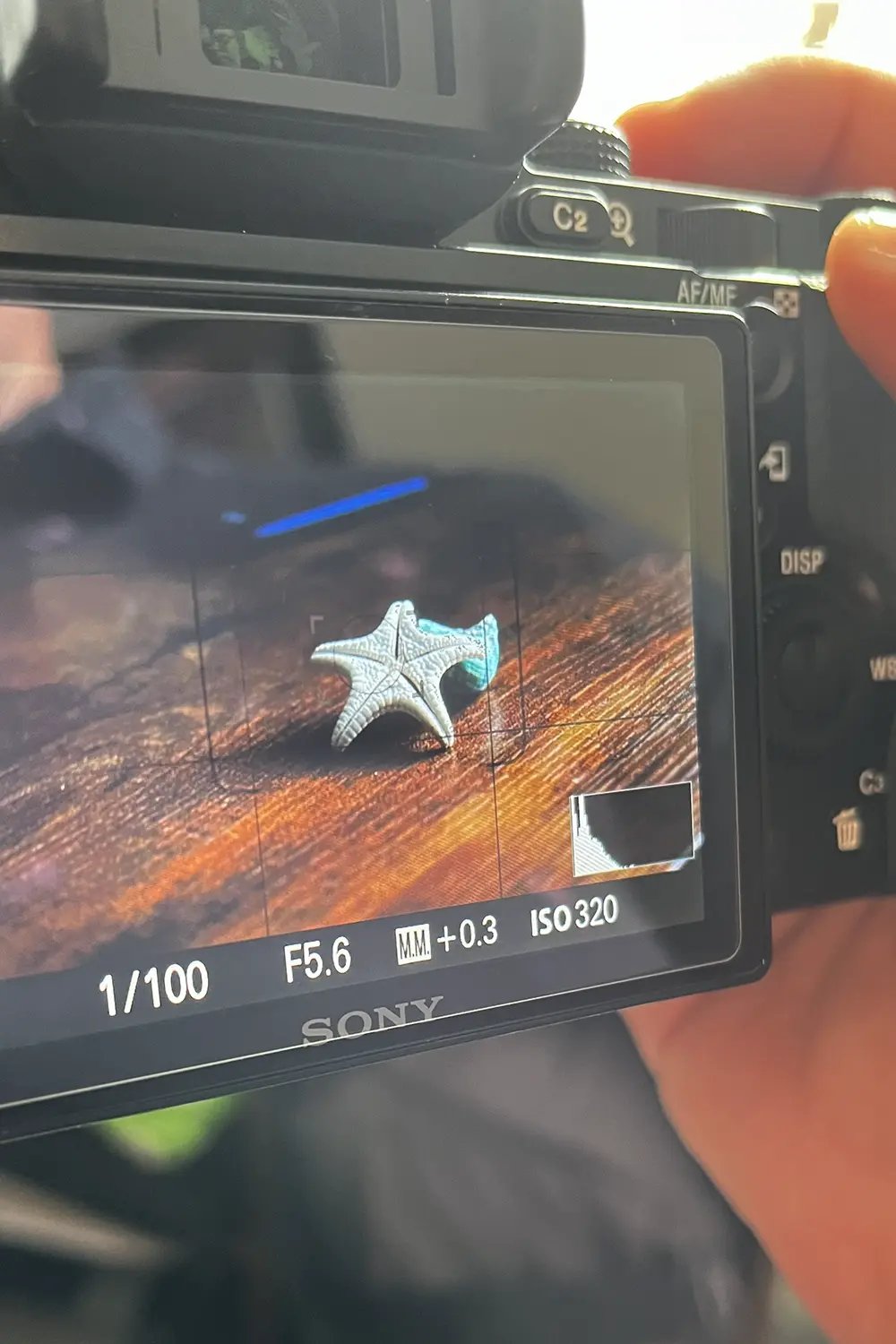 Sony Zebras Screen
