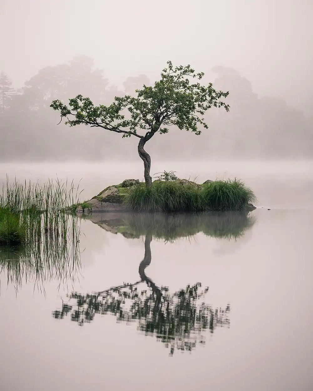 Mist Fog by Chris Sale