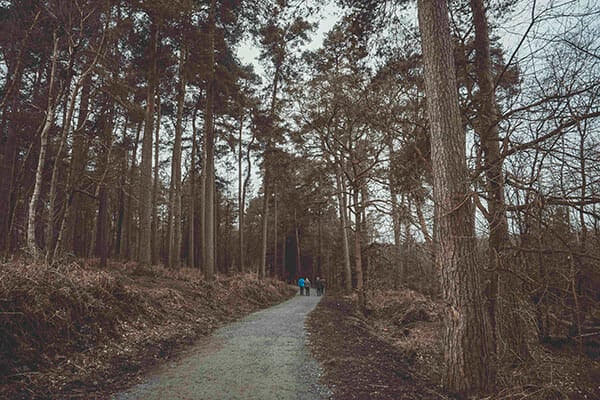 Woodland Photography Tips 1