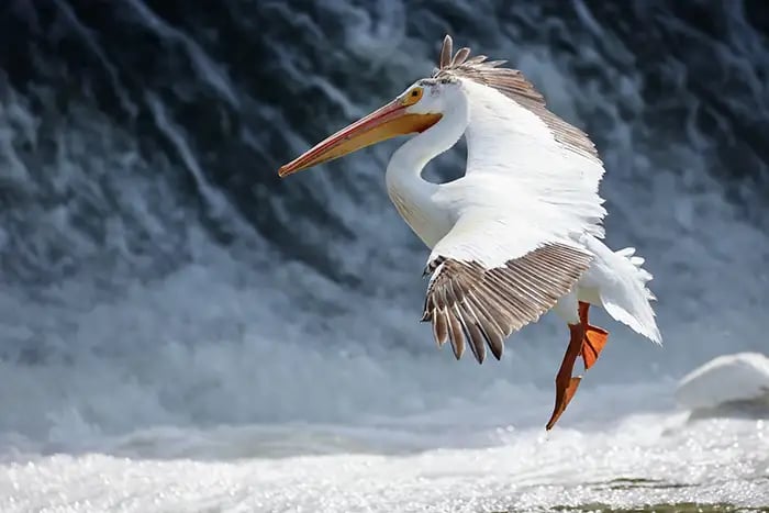 Animal photograph by iPhotography Member Rhonda Tough.