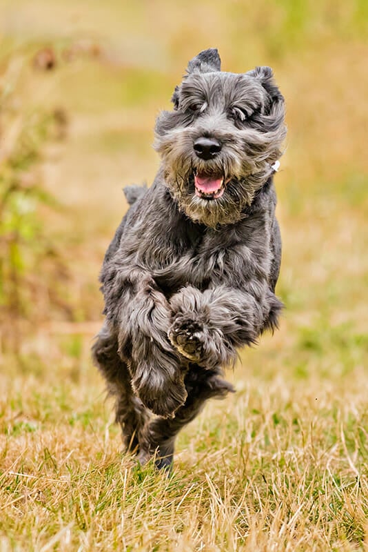 Dog photography tips iPhotography 10