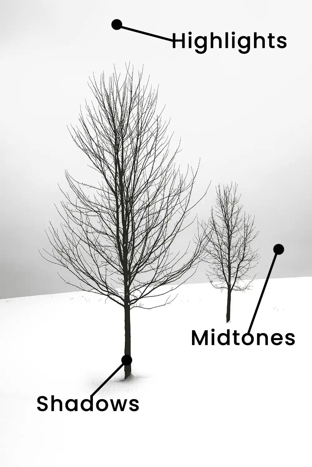 A black and white photo of two bare trees in the snow