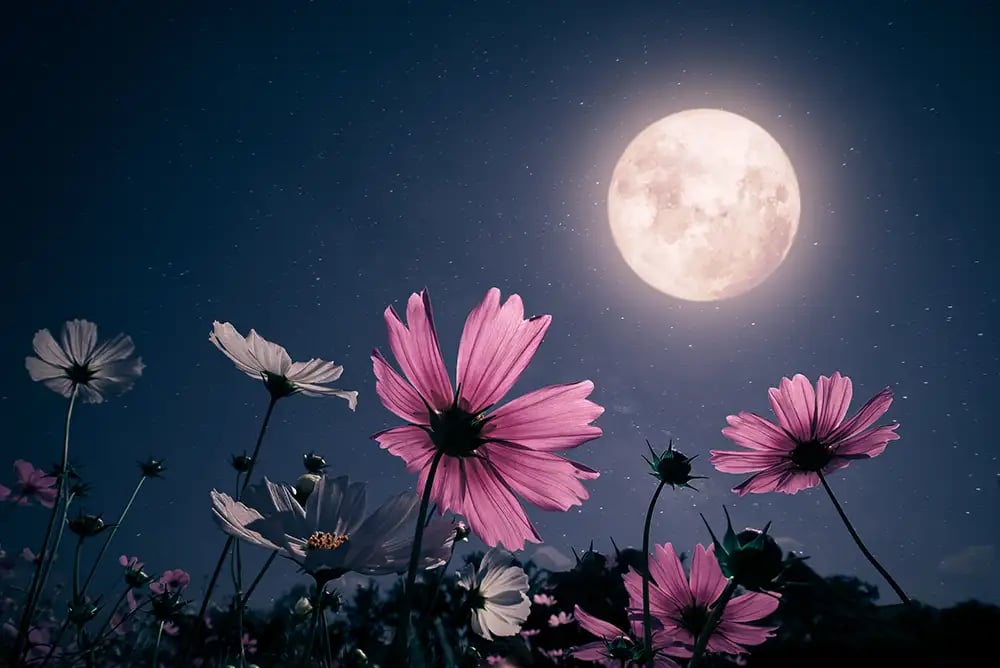 A lunar photograph &mdash; a sharp, detailed image of the moon.
