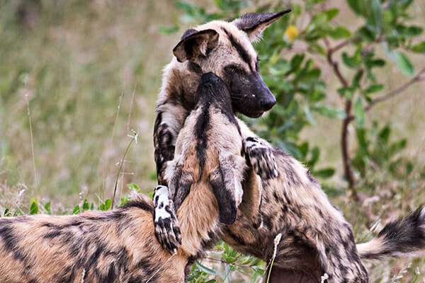 Zoo Painted Dogs