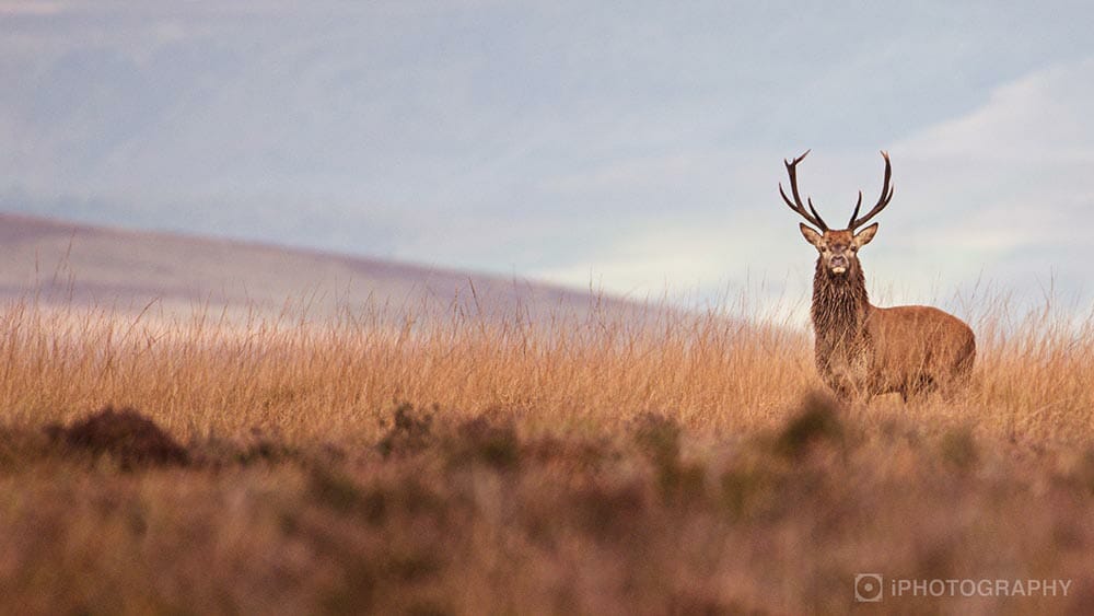 Wildlife photograph by Rachel Sinclair, iPhotography Wildlife Photography Course Instructor.