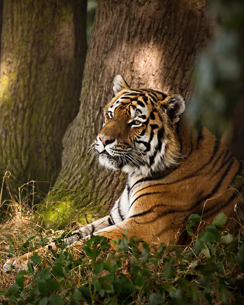 Wildlife photograph by Rachel Sinclair, iPhotography Wildlife Photography Course Instructor.