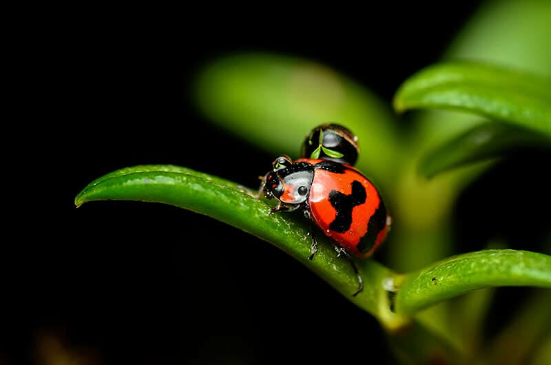 Miniature Worlds &mdash; Macro Photography.