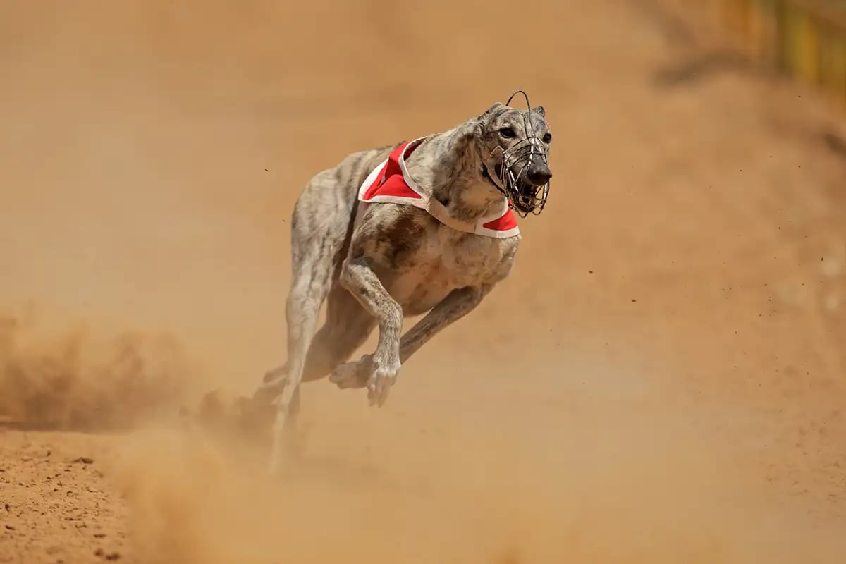 Running racing Greyhound