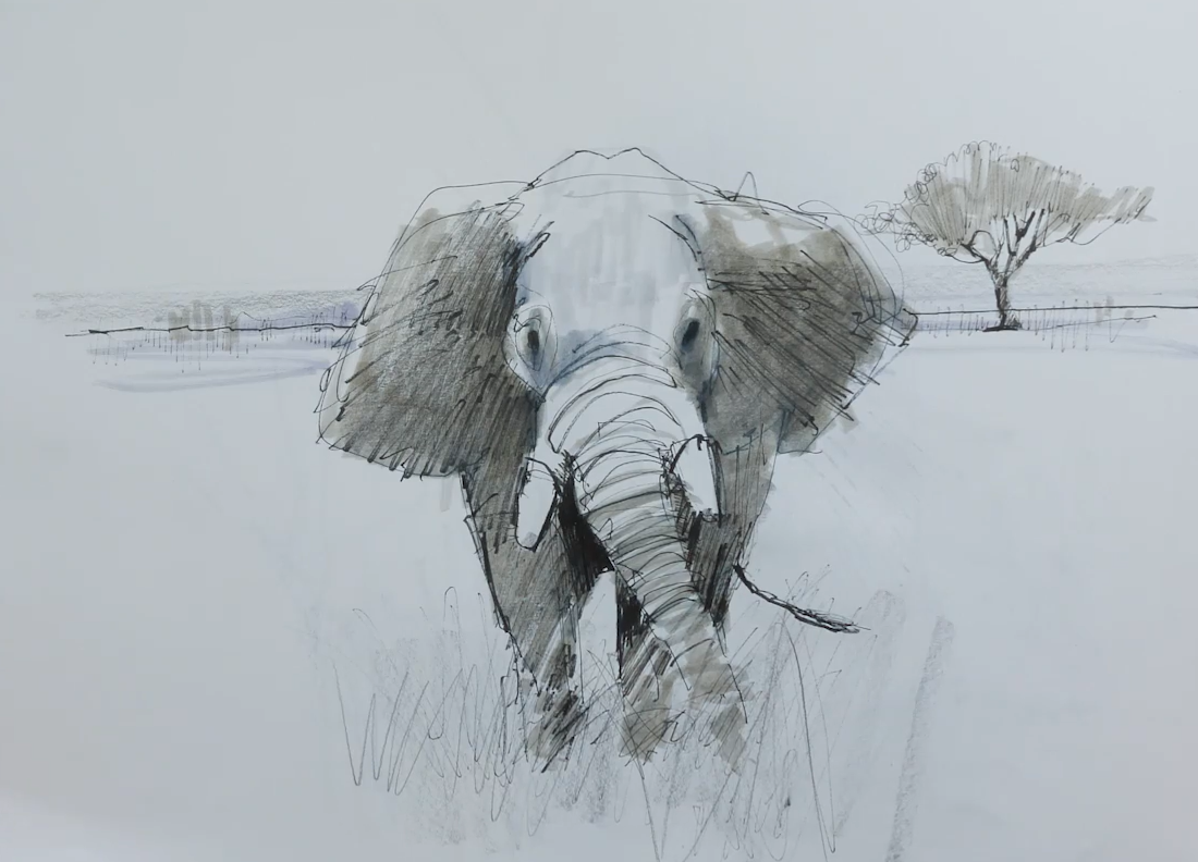 Pencil and watercolor sketch of an elephant facing forward with ears spread, standing in a grassy field with a lone tree in the background.