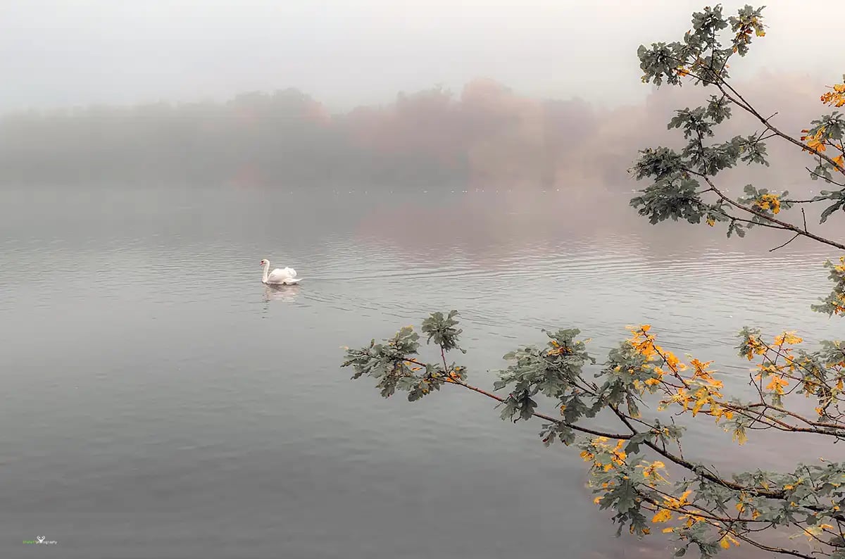 Steve Heffernan Mist Fog