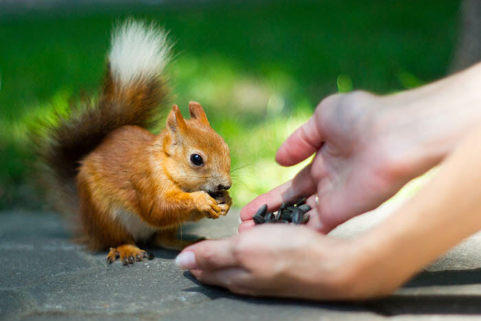 10 Tips for Photographing Squirrels by iPhotography.com