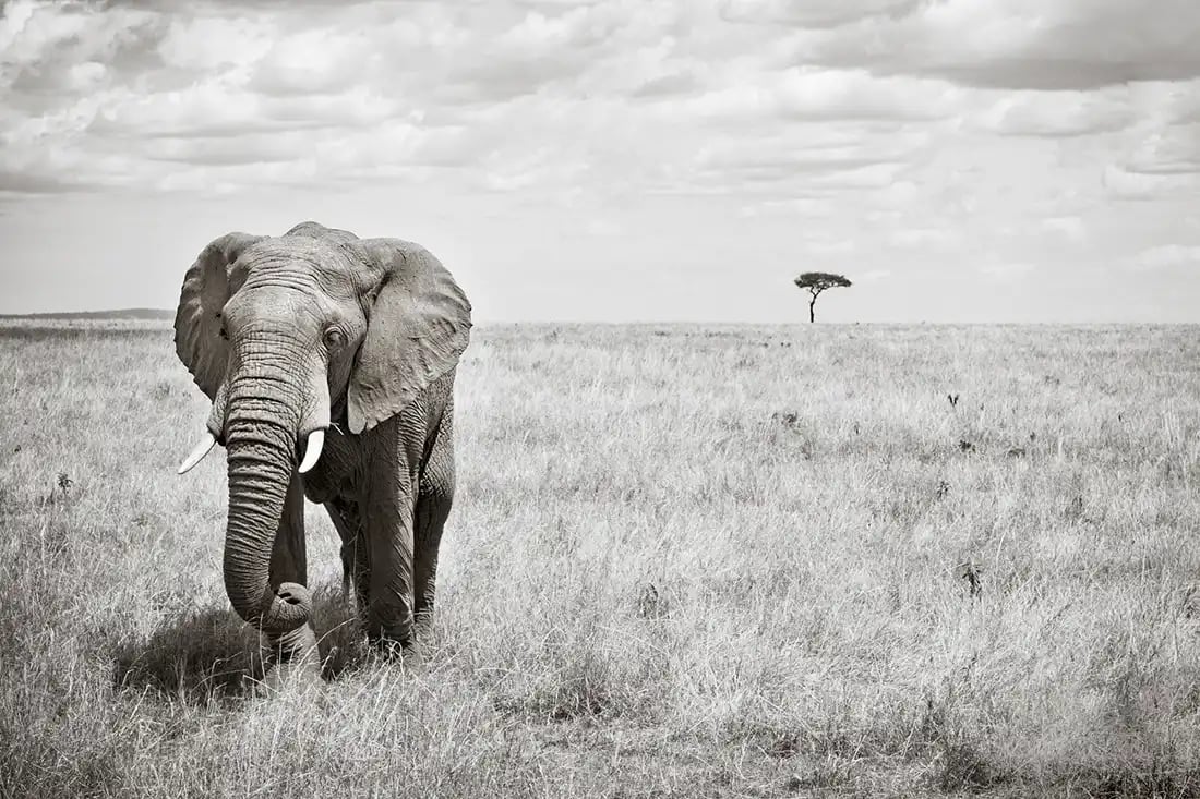 What is Storytelling in Photography by iPhotography.com