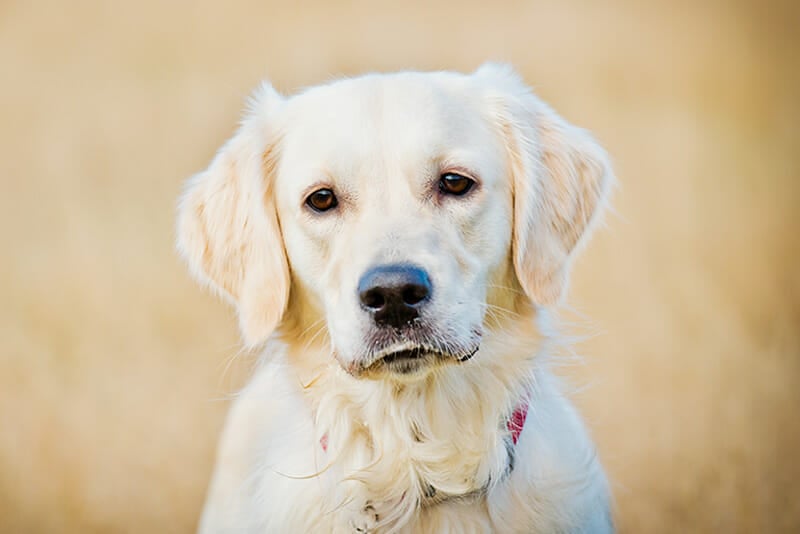 dog photos iPhotography blog Image 3