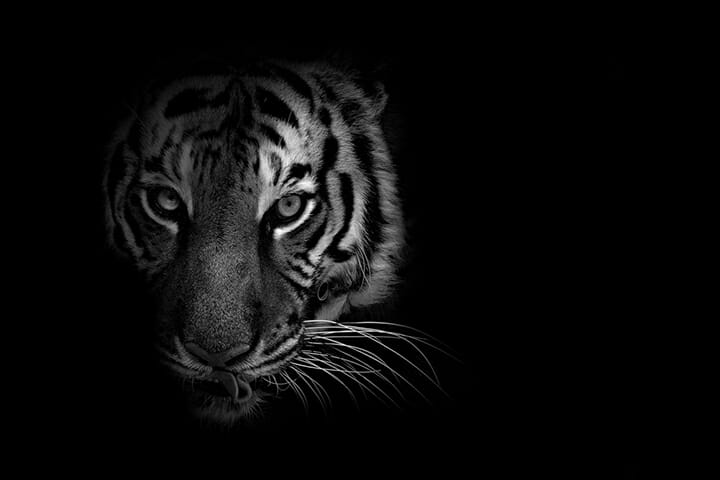 Low Key Photography Tutorial by iPhotography.com