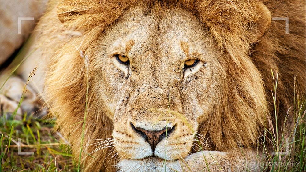 Wildlife photograph by Rachel Sinclair, iPhotography Wildlife Photography Course Instructor.