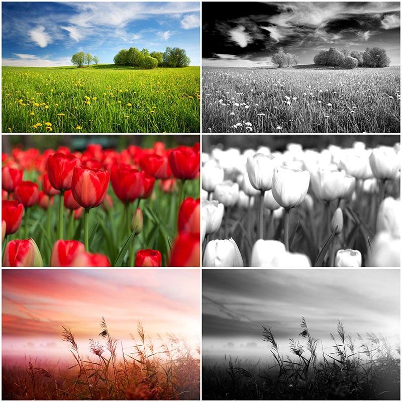 black and white photography filter examples