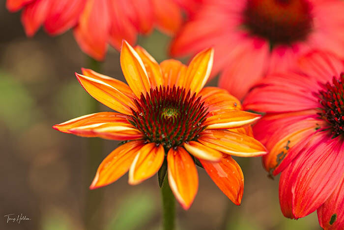 Textured Flower Photography By Terry Holdren and iPhotography.com
