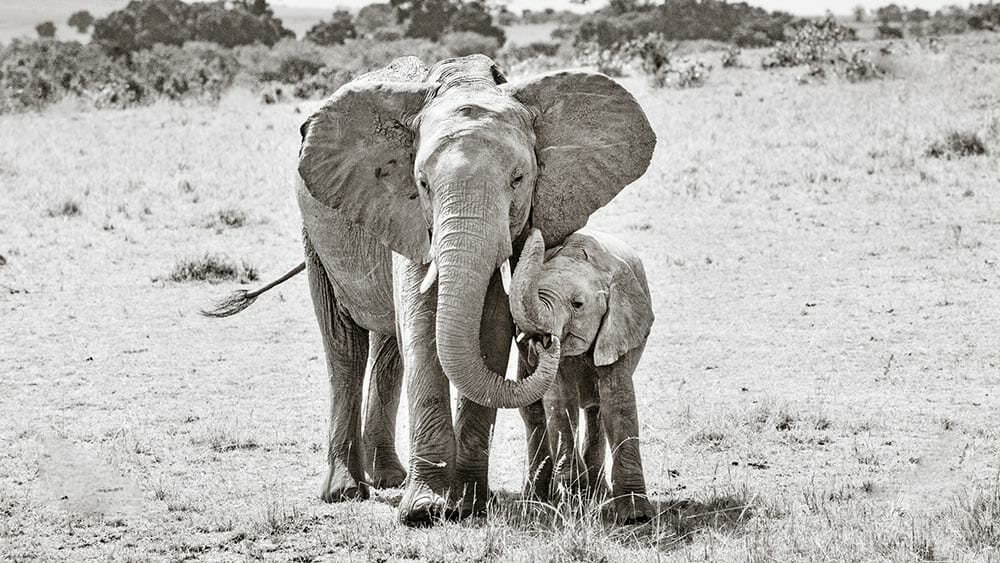 Wildlife photograph by Rachel Sinclair, iPhotography Wildlife Photography Course Instructor.