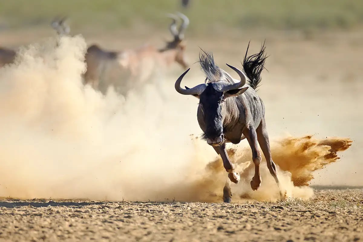running Buffalo