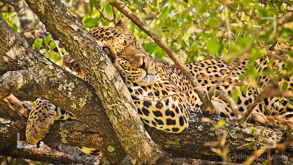 Wildlife photograph by Rachel Sinclair, iPhotography Wildlife Photography Course Instructor.