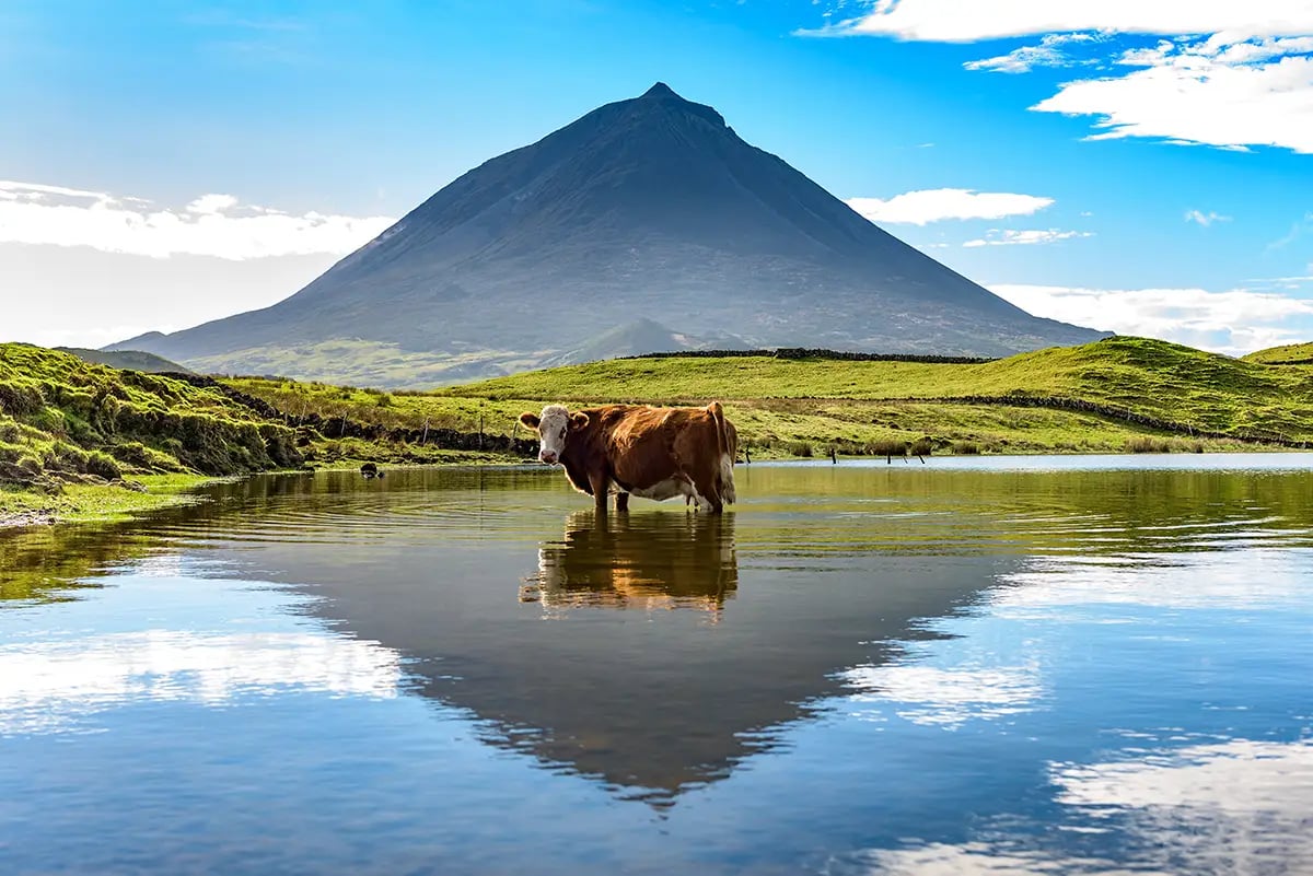 Cow in a Pool of Water in front of a Mountain