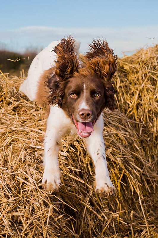 Dog Photography Tips by iPhotography.com