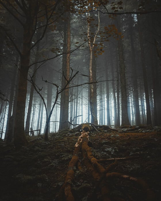 Woodland Photography Tips 18