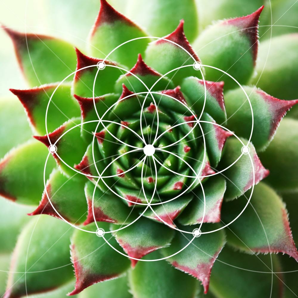 Illustration of spiral arrangement in nature. Fibonacci pattern