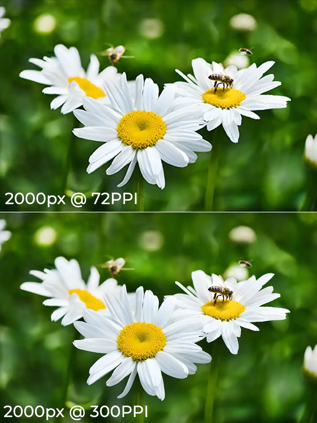 What Does Photo Resolution Mean by iPhotography.com