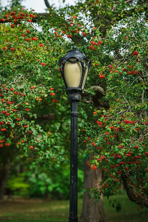 Central Park Photography Tips Blog 13