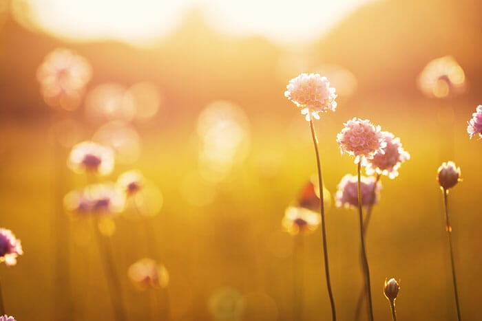 nature photography tutorial