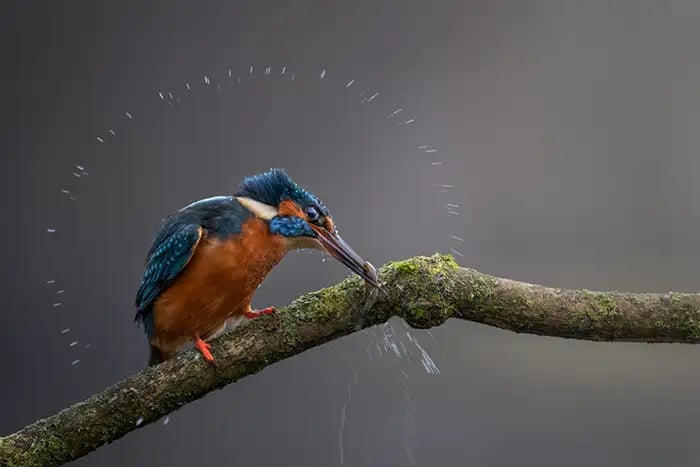 Wildlife photograph by iPhotography Member David Allerton.