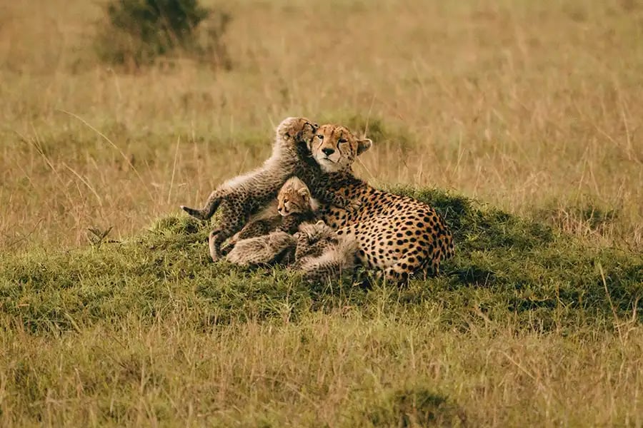 Safari photograph by Rebecca Santo, iPhotography Safari Photography Course member.