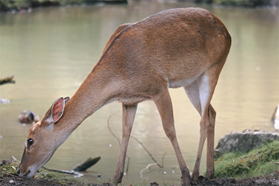 Zoo Photography Tips by iPhotography.com