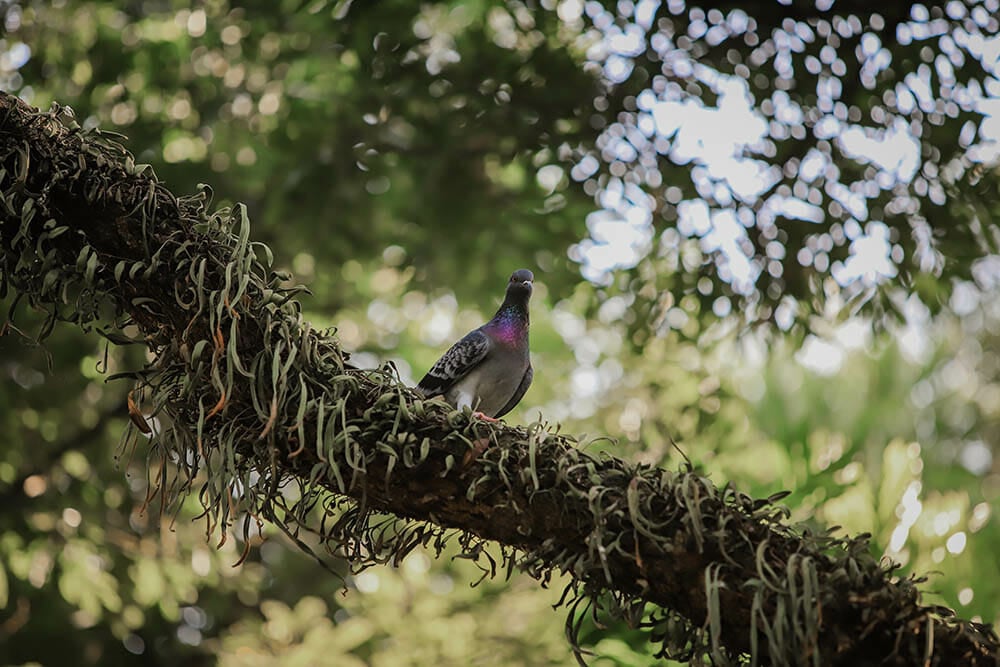 Homing pigeon, racing pigeon, or domestic pigeon. Pigeon perched on a tree branch on a blurred or bokeh background.