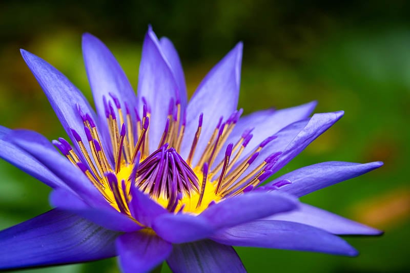 Macro Photography Guide by iPhotography.com