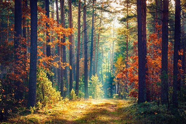 autumn fall photography tips by iphotography.com