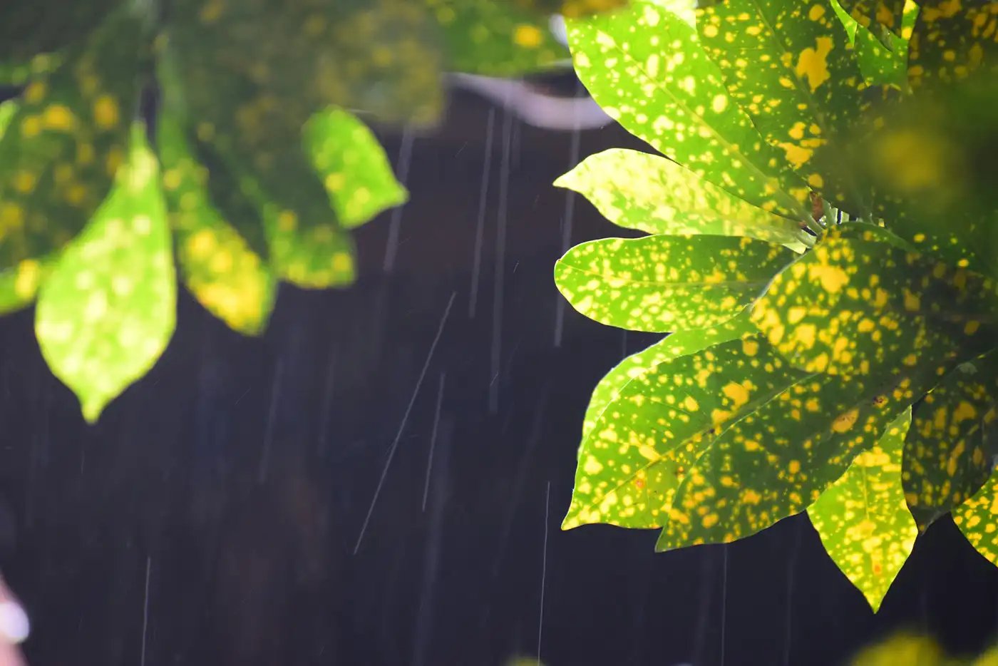 Rain drops with slow shutter speed