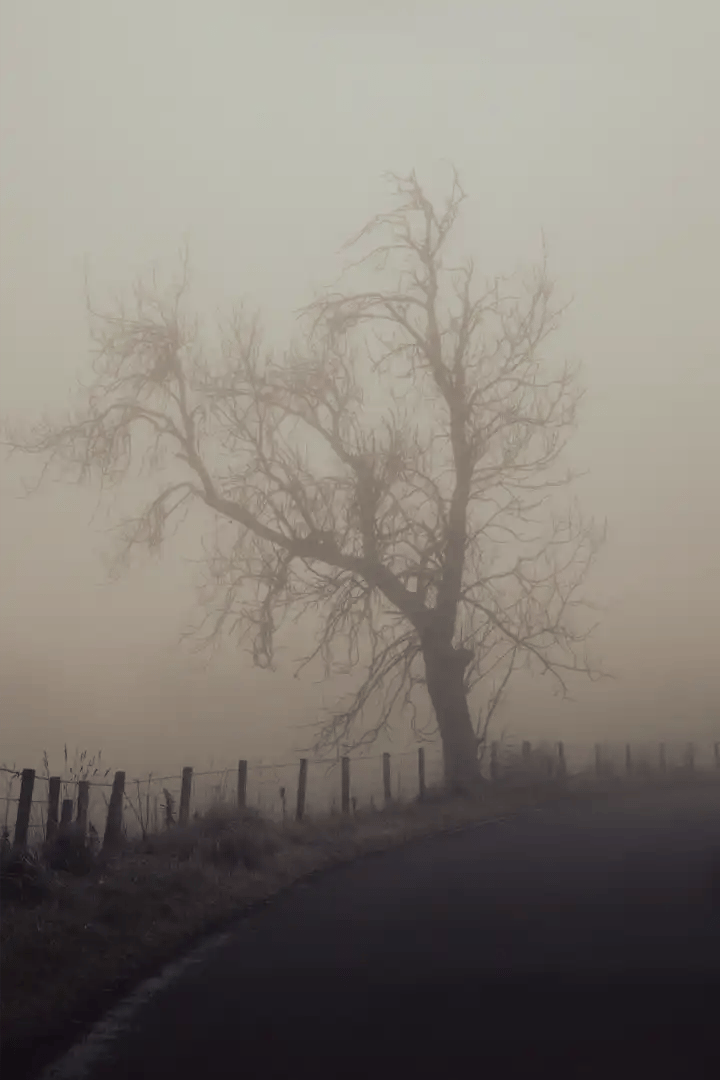 Mist Fog
