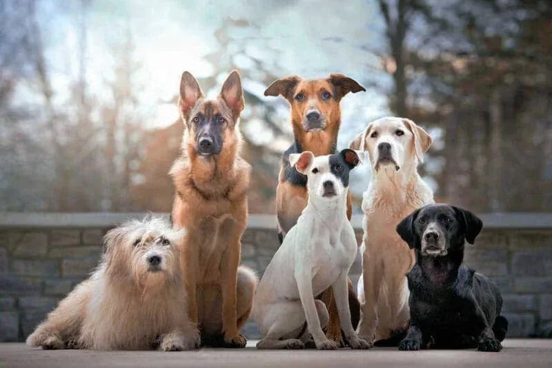 Group portrait of six dogs of various breeds posed outdoors in front of a stone wall with trees in the background—part of the Masters Pet Portrait Series by Idaho Photography Studios.
