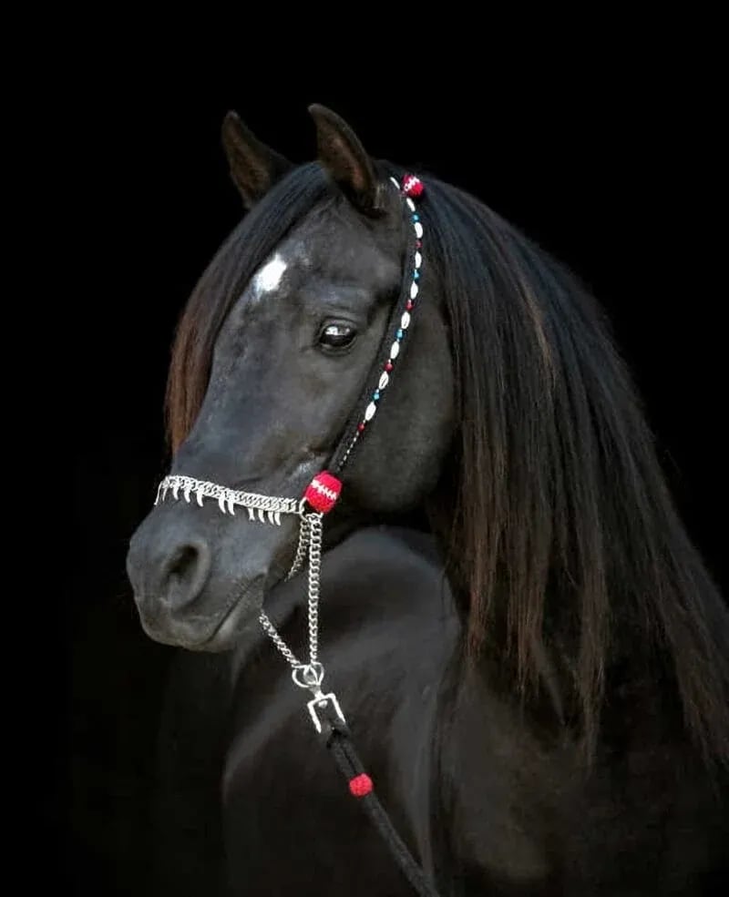 Studio portrait of a black horse with a long flowing mane, adorned with a decorative bridle featuring red, white, and blue beads and silver chains—photographed against a black background by Idaho Photography Studios.