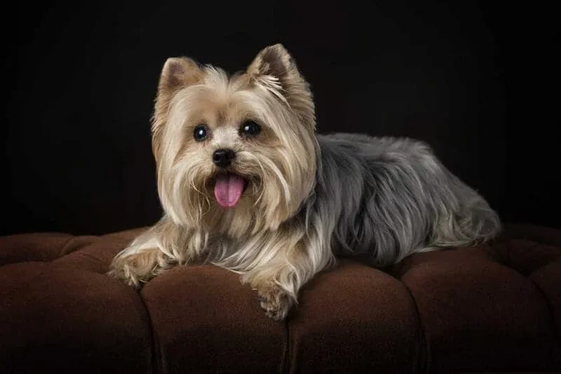 Studio portrait of a Yorkshire Terrier with long silky fur, tan and gray coloring, and a decorative bow, lying on a brown cushion against a dark background—part of the Masters Pet Portrait Series by Idaho Photography Studios.