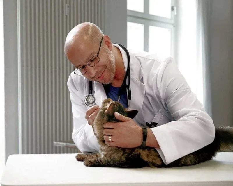 Veterinarian in white lab coat gently examining a long-haired cat on a white table in a well-lit clinic setting in Caldwell, Idaho.