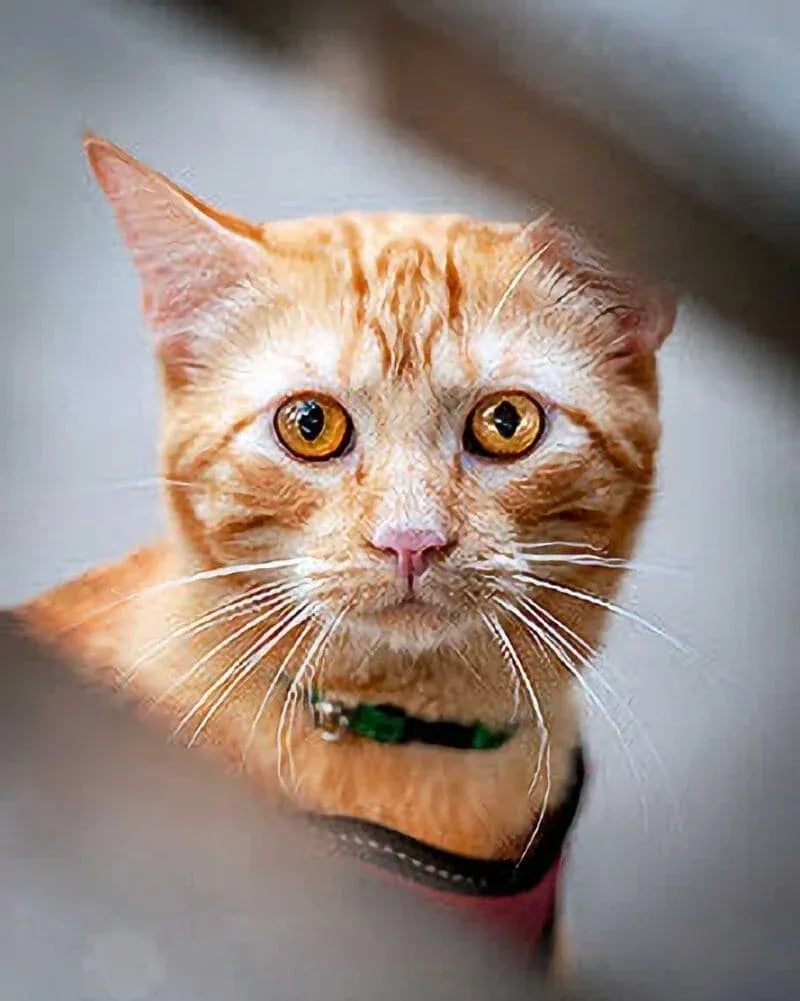 Close-up portrait of an orange tabby cat with amber eyes, pink nose, and green collar, framed between two dark diagonal bars with a blurred background—captured by Idaho Photography Studios.