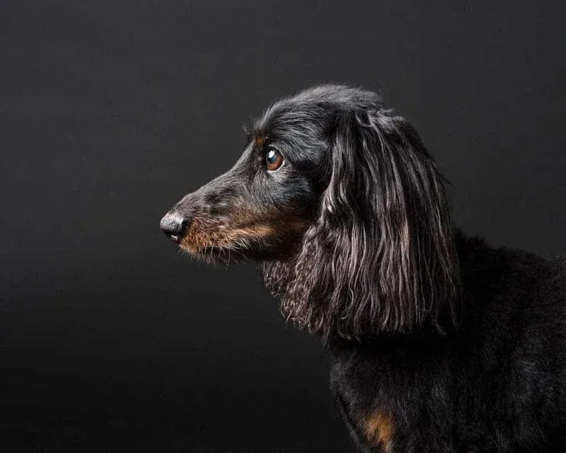 How We Photograph Black-on-Black Pets | Pet Photography Tip # 4