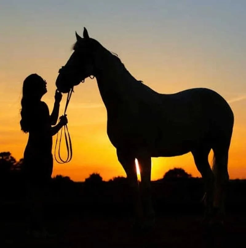 Equestrian: Silhouette Horse and Lady