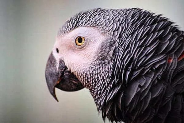 Masters Pet Series: African Gray