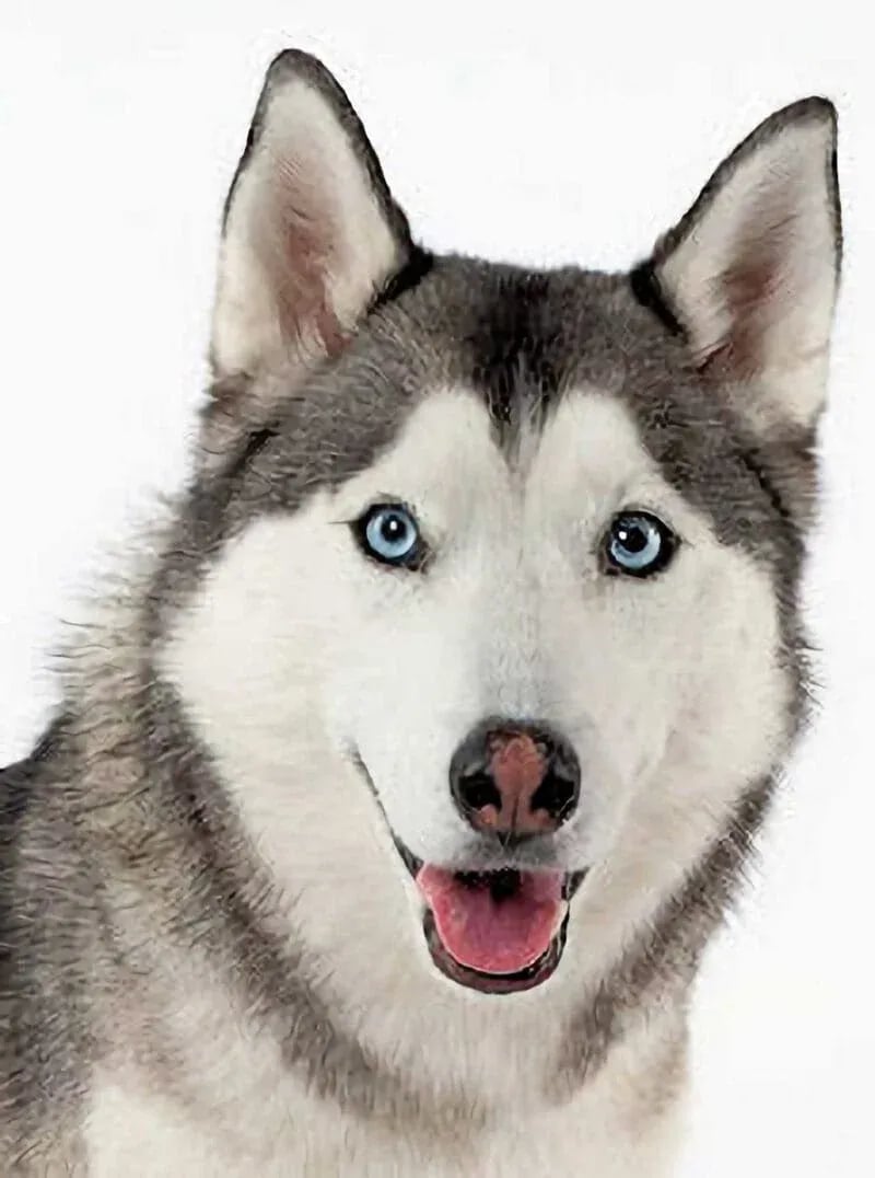 Studio portrait of a Siberian Husky with blue eyes, erect ears, and a thick gray, black, and white coat, posed against a white background—part of the Masters Pet Portrait Series by Idaho Photography Studios.