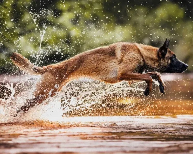 Using a Fast Shutter for Best Pet Results | Pet Photography Tip # 3
