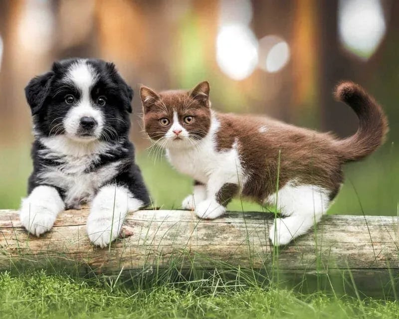Outdoor portrait of a black and white puppy and a brown and white kitten standing together on a horizontal log in a grassy setting with blurred trees and warm sunlight—captured by Idaho Photography Studios.